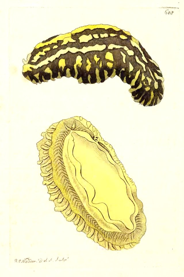 v17 688 Trilineated Phyllidia