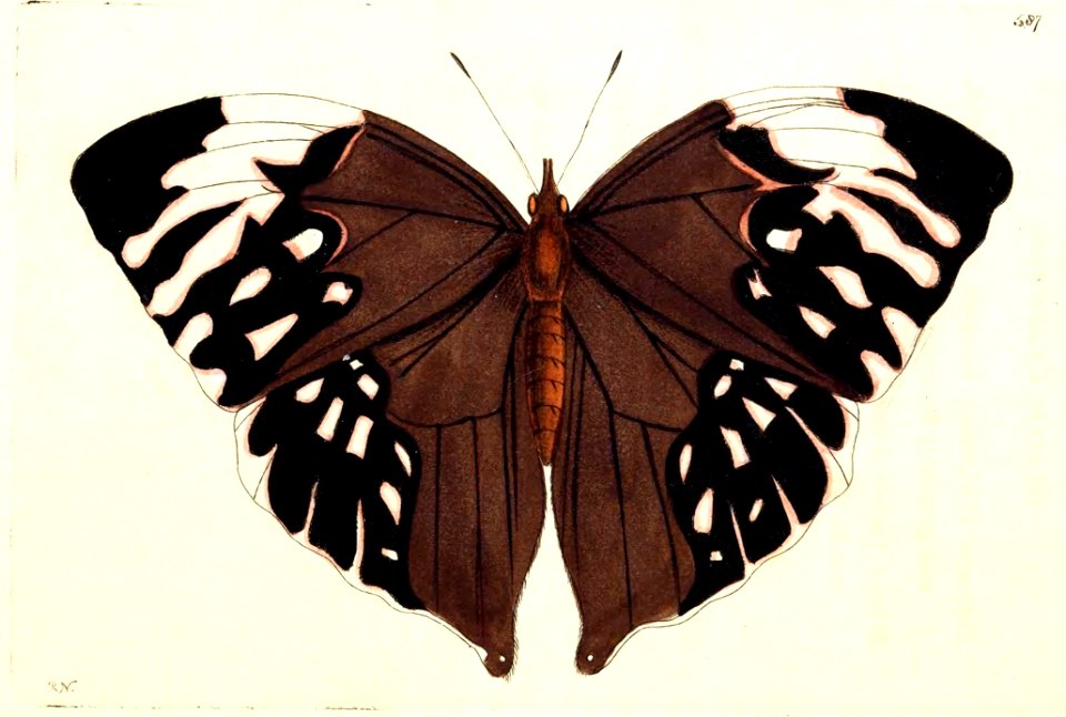 v14 587 Aurelius