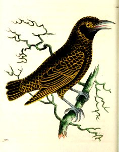 v14 585 Lunulated Thrush