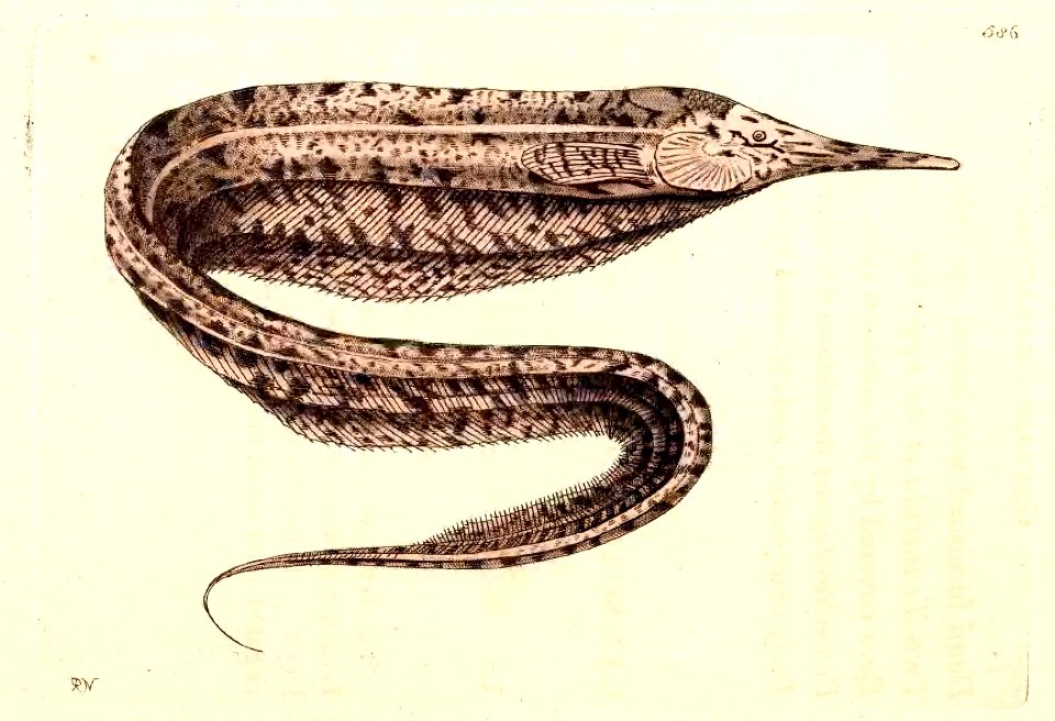 v14 586 Rostrated Gymnotus