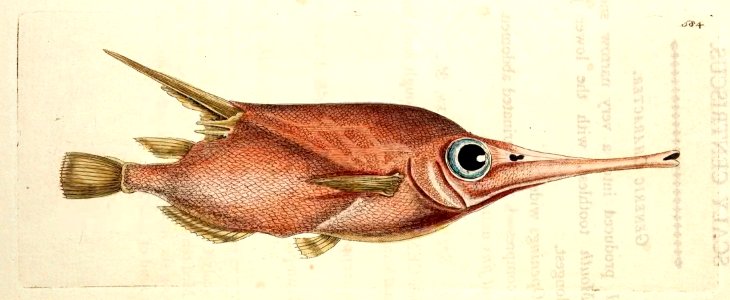 v14 584 Bellows Fish