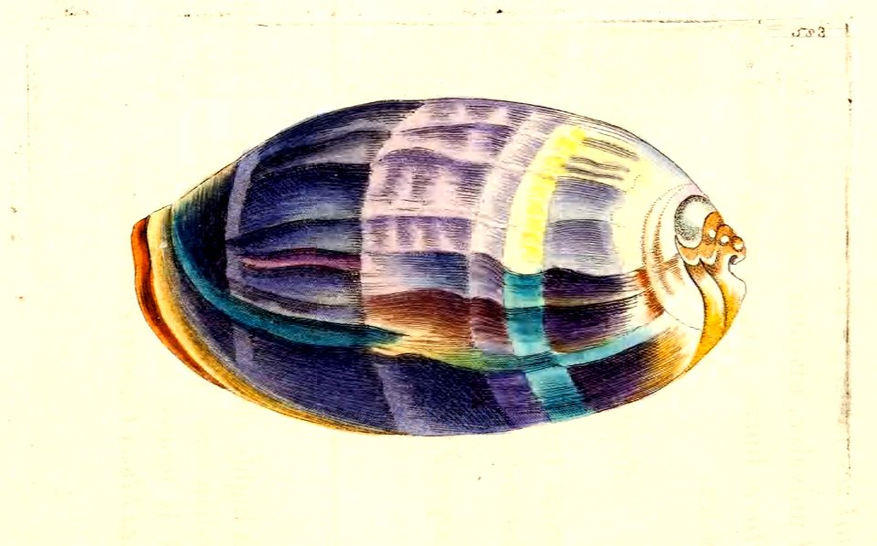 v14 583 Zebra Cowry