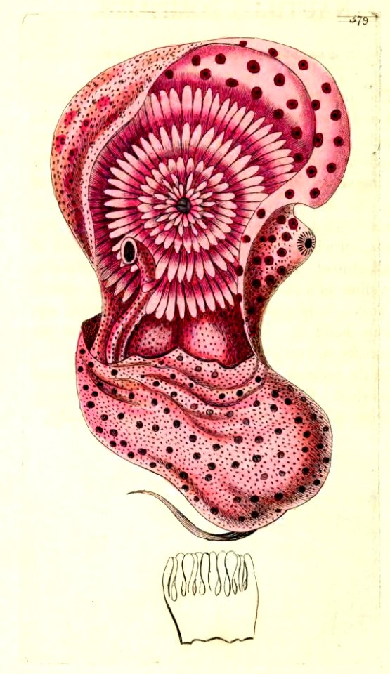 v14 580 Nautilus Pompilius