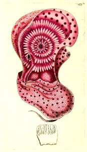 v14 580 Nautilus Pompilius