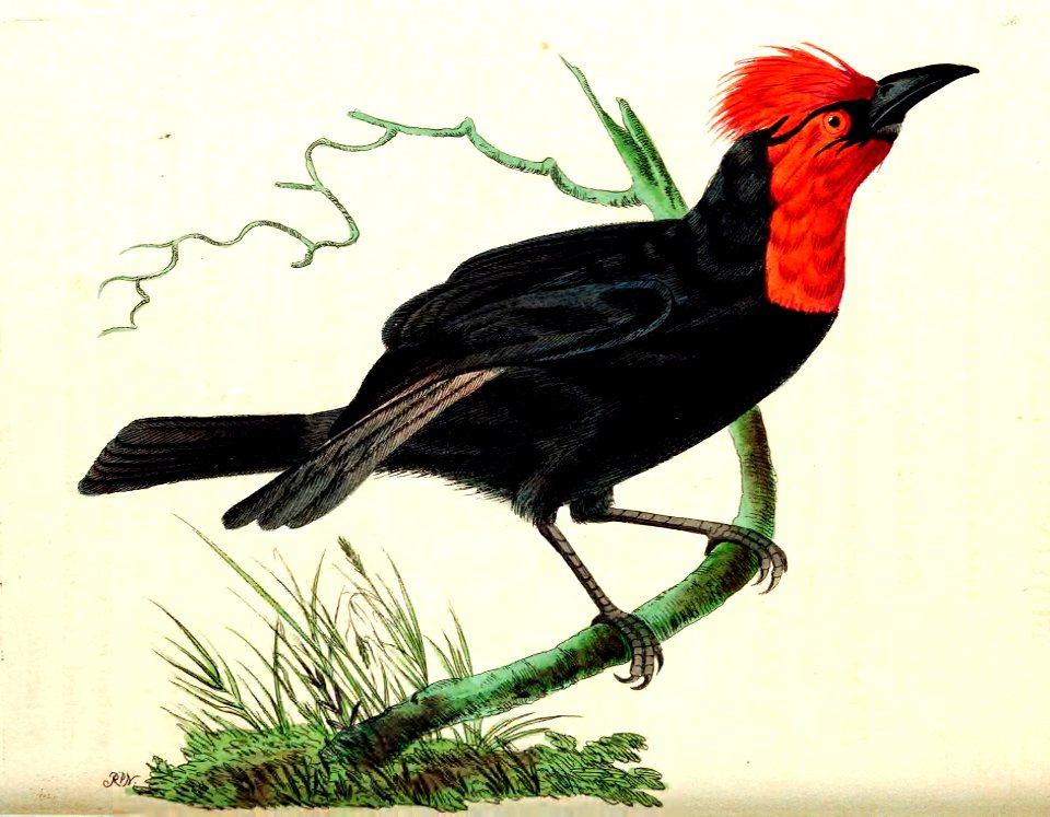 v14 581 Malimbic Tanager