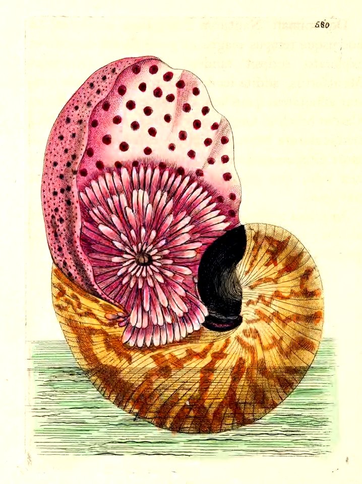 v14 579 Nautilus Pompilius