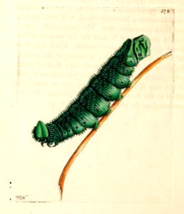v14 578 Australasian Caterpillar