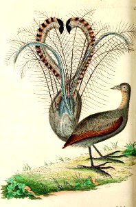 v14 577 Parkinsonian Paradise Bird
