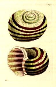 v14 576 Dilated Snail