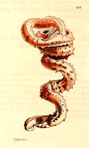 v14 575 Muricated Serpula