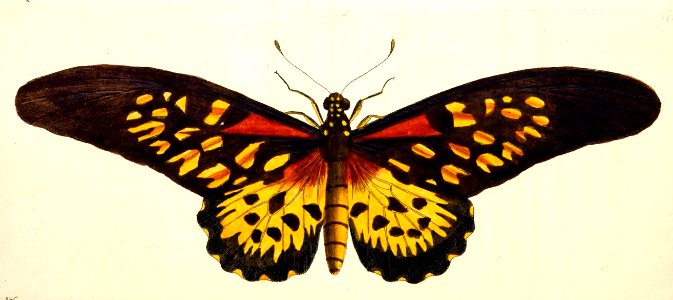 v14 572 Antimachus