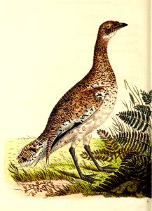 v14 573 Little Bustard
