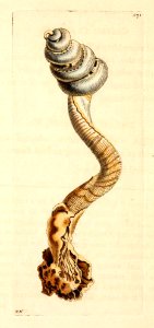 v14 571 Anguine Serpula