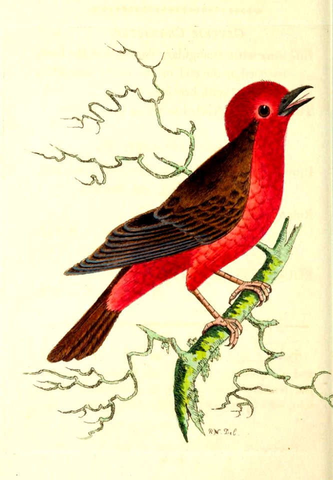 v14 569 Round-Crested Flycatcher