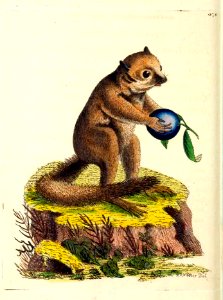 v14 570 Minute Lemur
