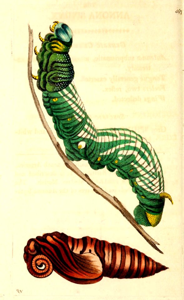v14 567 Annona Sphinx
