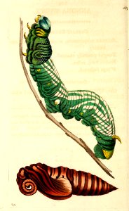 v14 567 Annona Sphinx