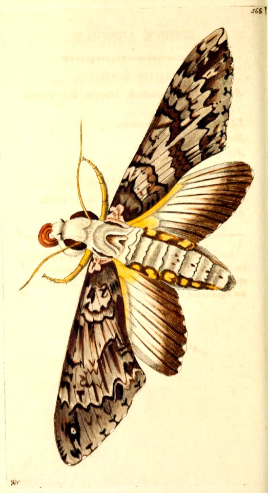 v14 566 Annona Sphinx
