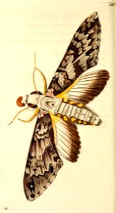 v14 566 Annona Sphinx