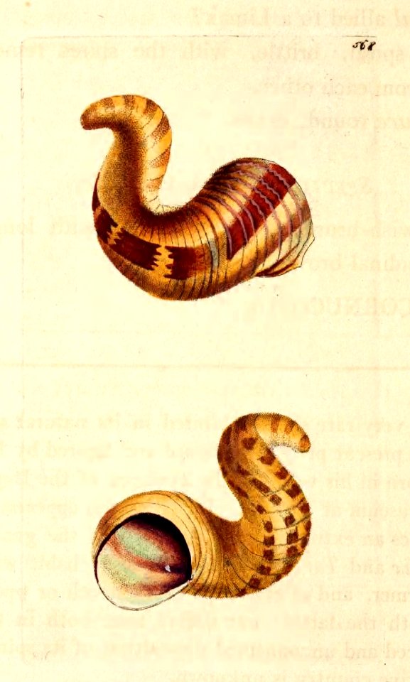 v14 568 Helicine Cornucopia