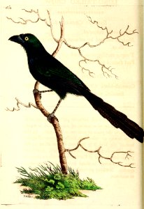 v14 561 Longtailed Crow