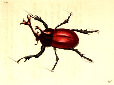 v14 560 Fork-Horned Beetle