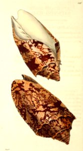 v14 558 Bat's Wing Volute