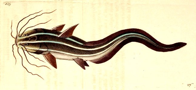 v14 559 Eely Platystacus