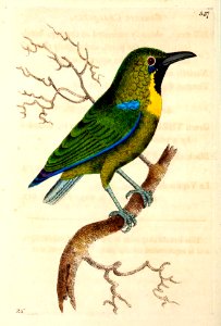 v14 557 Cochinchina Thrush