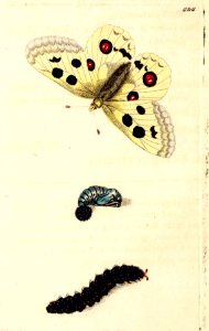v14 555 Apollo