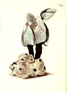 v14 554 Anserine Barnacle