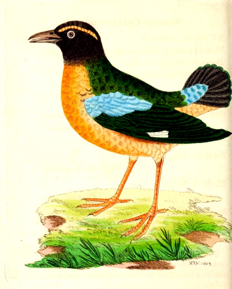 v14 553 Short-Tailed Crow