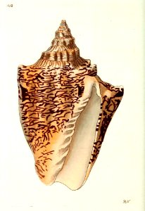 v14 552 Veined Volute