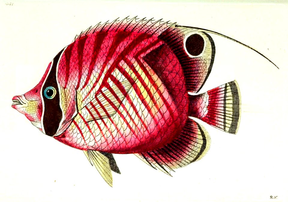 v14 551 Red-Striped Chaetodon