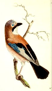 v14 549 Common Jay