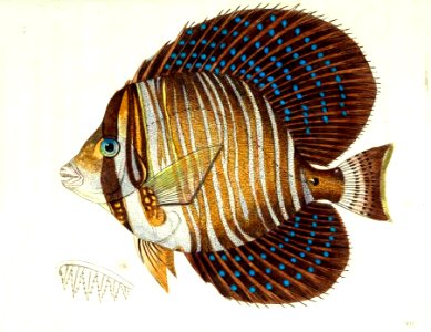 v14 547 Broad Finned Acanthurus