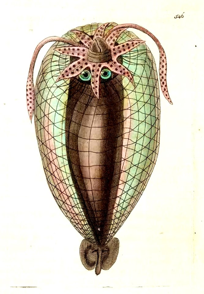 v14 546 Balloon Cuttlefish