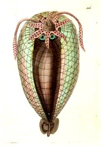 v14 546 Balloon Cuttlefish