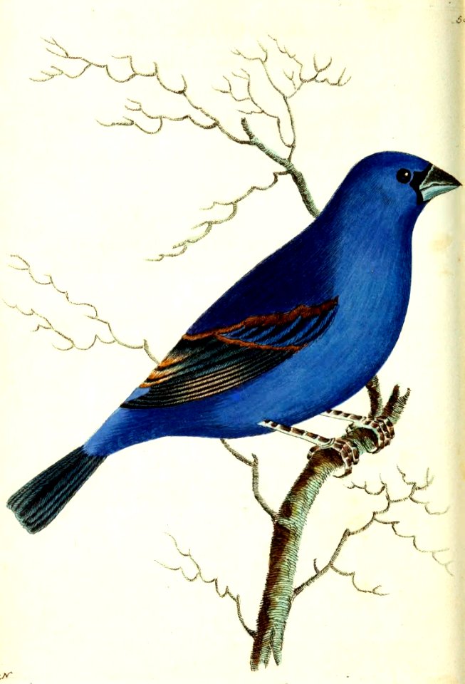v14 545 Blue Grosbeak