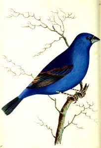 v14 545 Blue Grosbeak