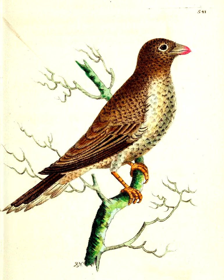 v14 541 African Buphaga