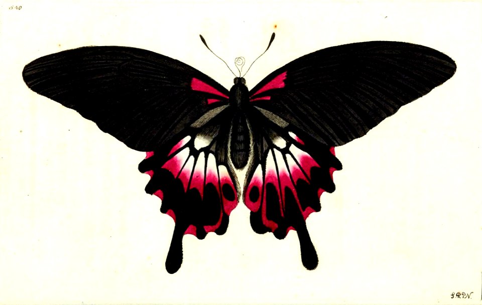 v13 540 Dusky Swallowtail