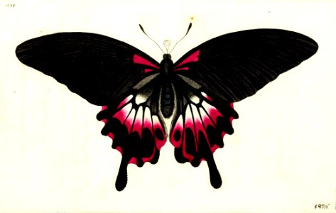 v13 540 Dusky Swallowtail