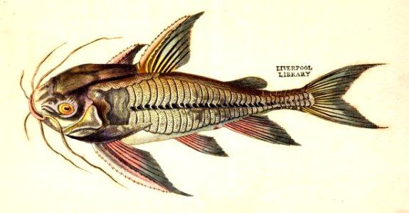 v13 538 Ribbed Soldier Fish