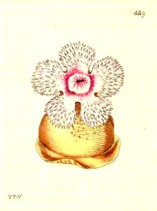 v13 539 Carnation Actinia