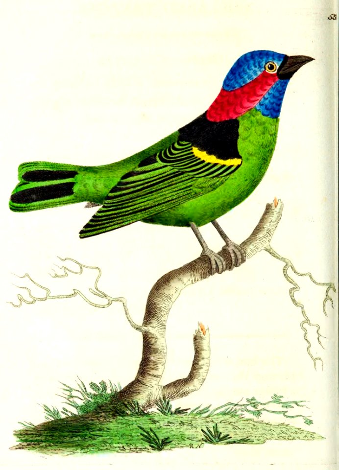 v13 537 Collared Tanager