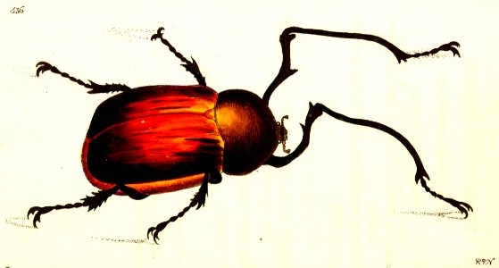 v13 536 Long-armed Beetle