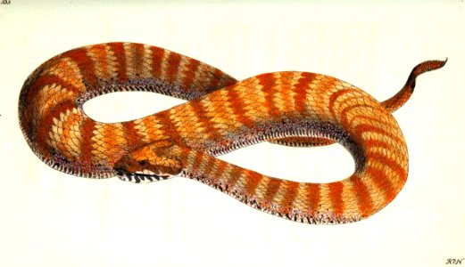 v13 535 Antarctic Boa