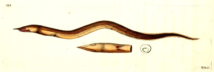 v13 534 Rostrated Sphagebranchus