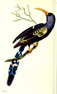 v13 533 Red-Billed Hoopoe
